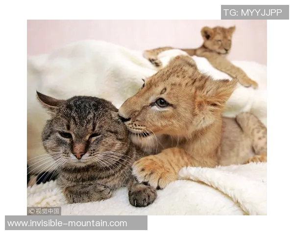 撒盐哥与足球明星亲密合影展现友谊与激情的瞬间